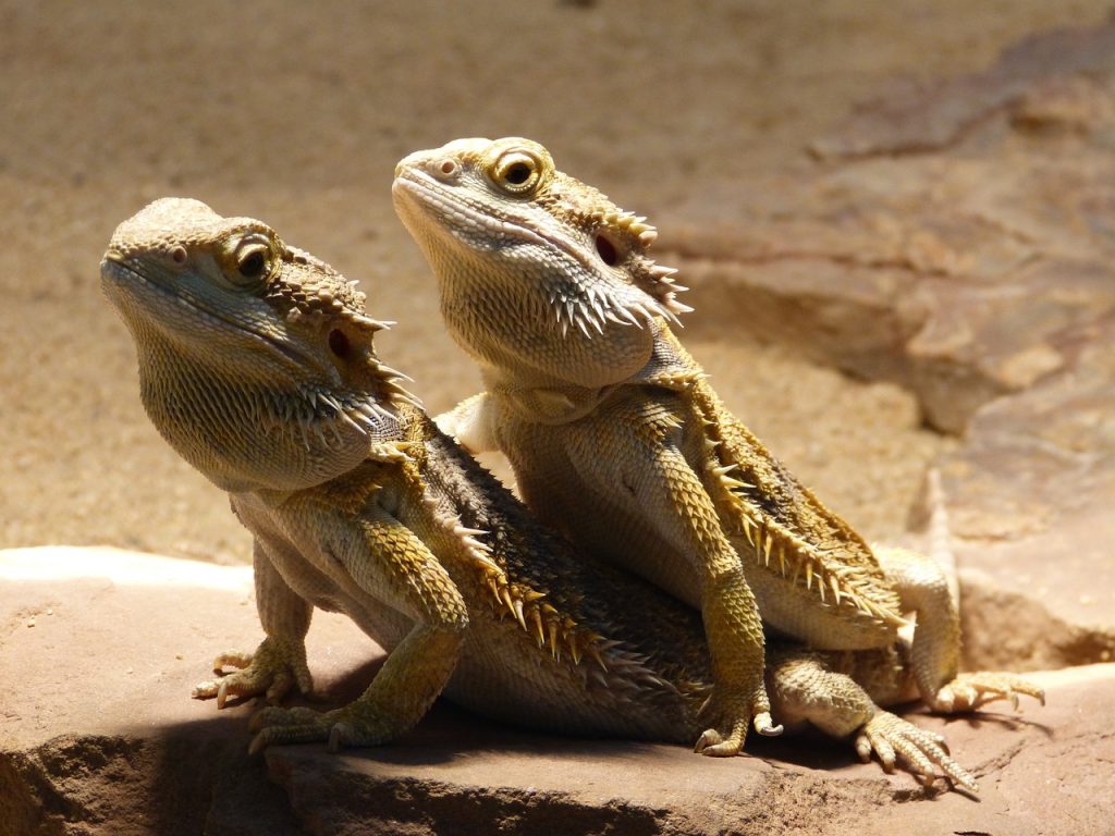 Bearded Dragon Age Chart (Size, Weight, Growth) YIHY