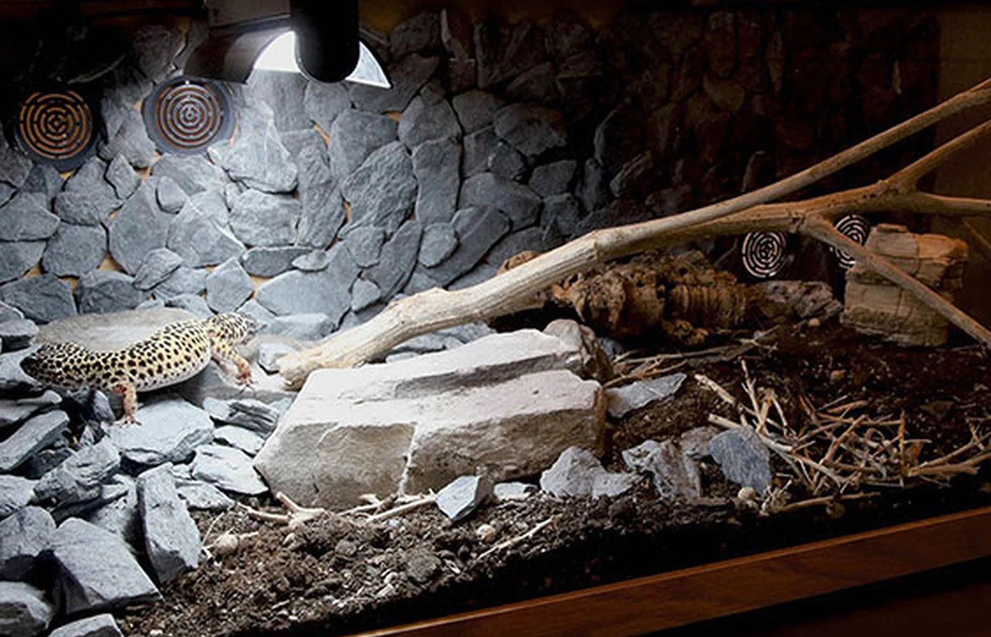 6 Best Light for Leopard Gecko (UVB, heat, LED, Basking, Daytime)