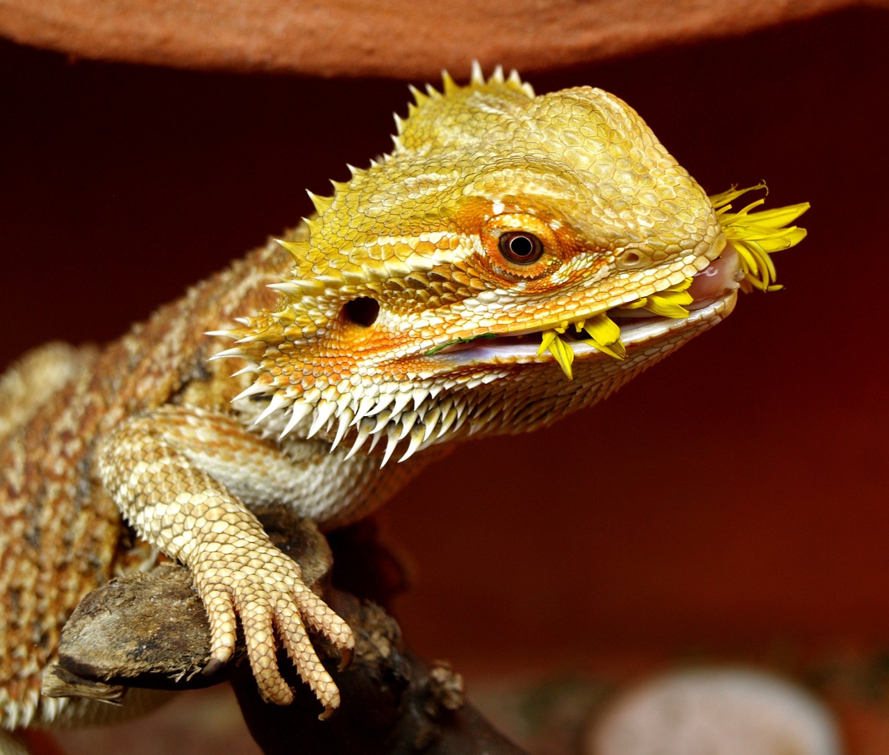 Can Bearded Dragons Eat Onions – Yay or Nay?
