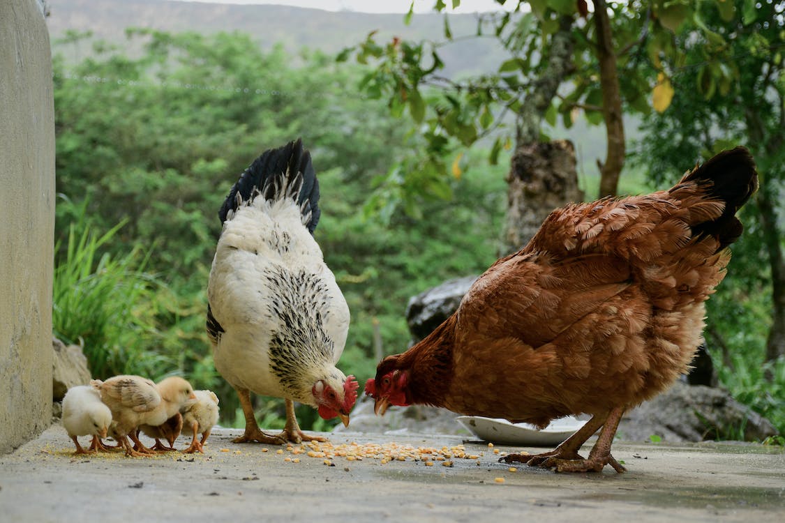 Can Chickens Eat Grits – Is grit safe for chickens?