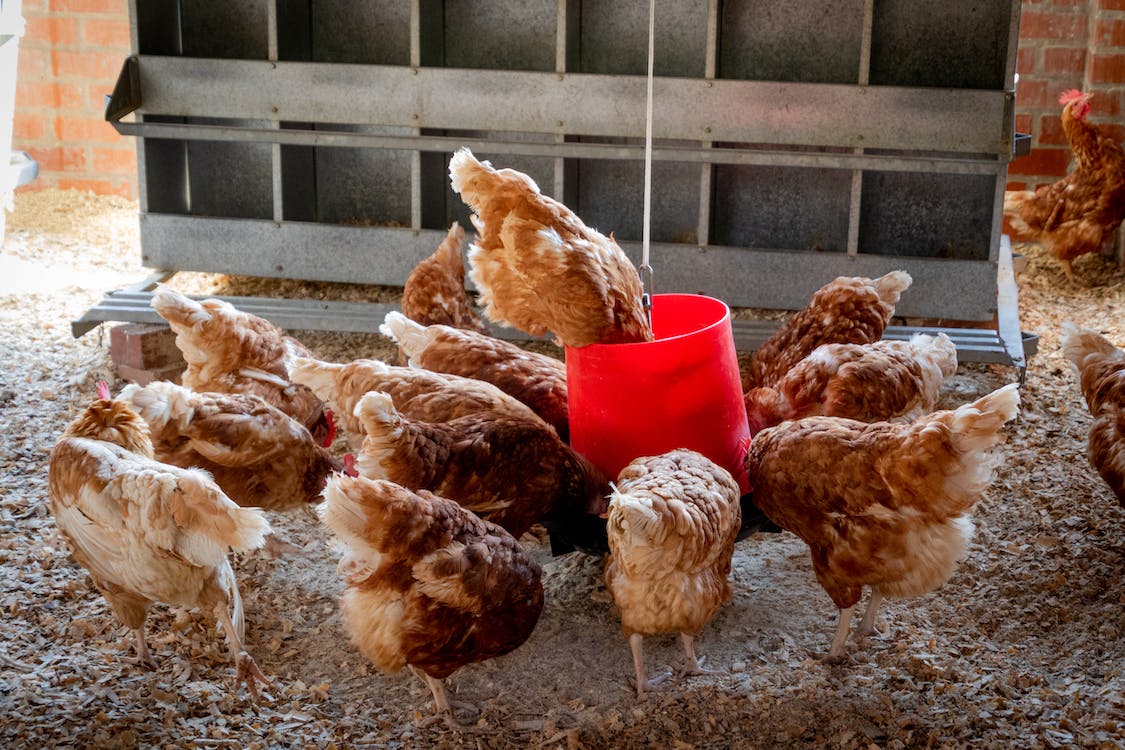 Can Chickens Eat Saltine Crackers – Is salty food OK for chickens?