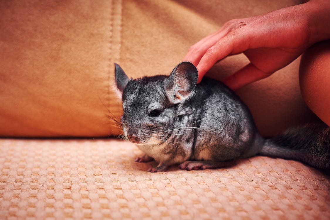 Can Chinchillas Eat Rabbit Food? Benefits and Risks