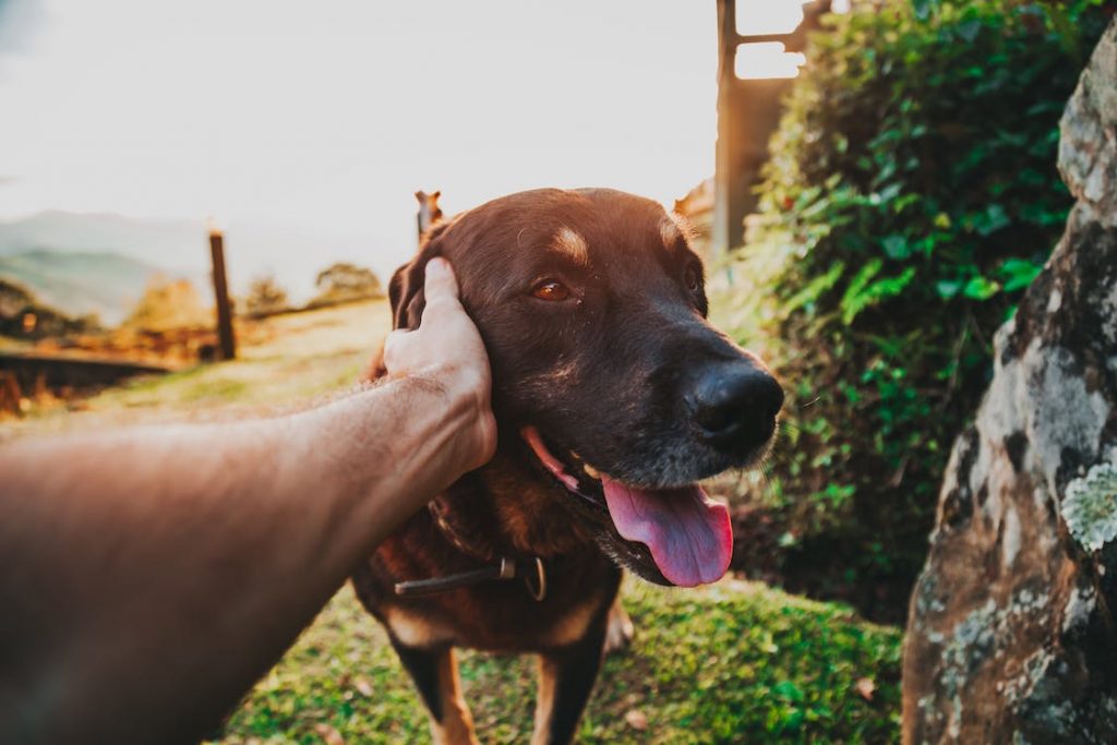 Can Great Danes Live Longer Than 8 Years