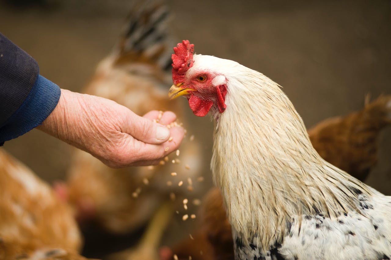 Average Chicken Lifespan – How Long Do Chickens Live