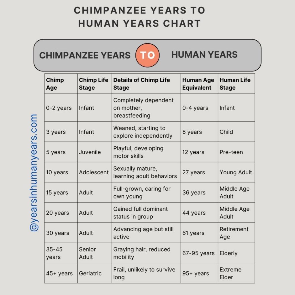 Chimpanzee Years to Human Years (Chimpanzee Age Calculator) - YIHY