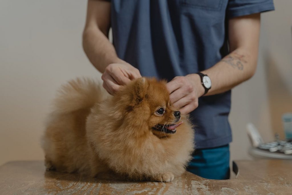 Pomeranian Age in Human Years