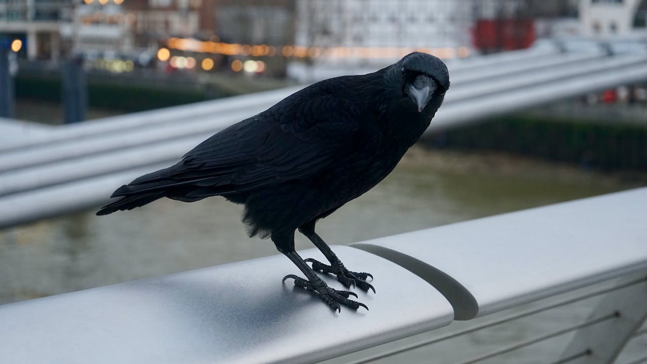 Crows Lifespan