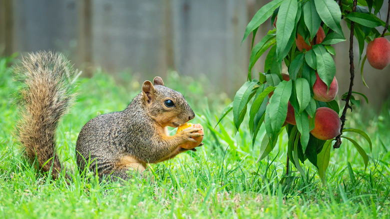 Do Squirrels Eat Tomatoes at Night - How Do I Keep Squirrels From