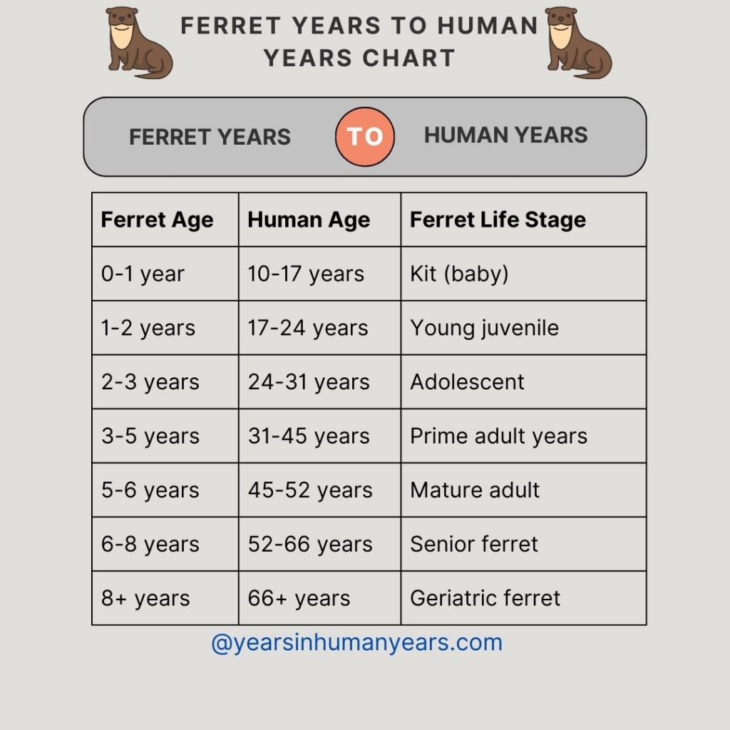 Ferret Years to Human Years Ferret Lifespan in Human Years YIHY