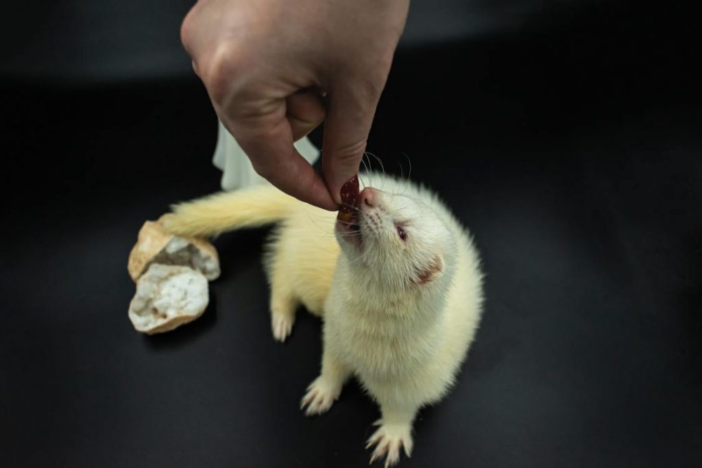 Ferret Years to Human Years Ferret Lifespan in Human Years YIHY