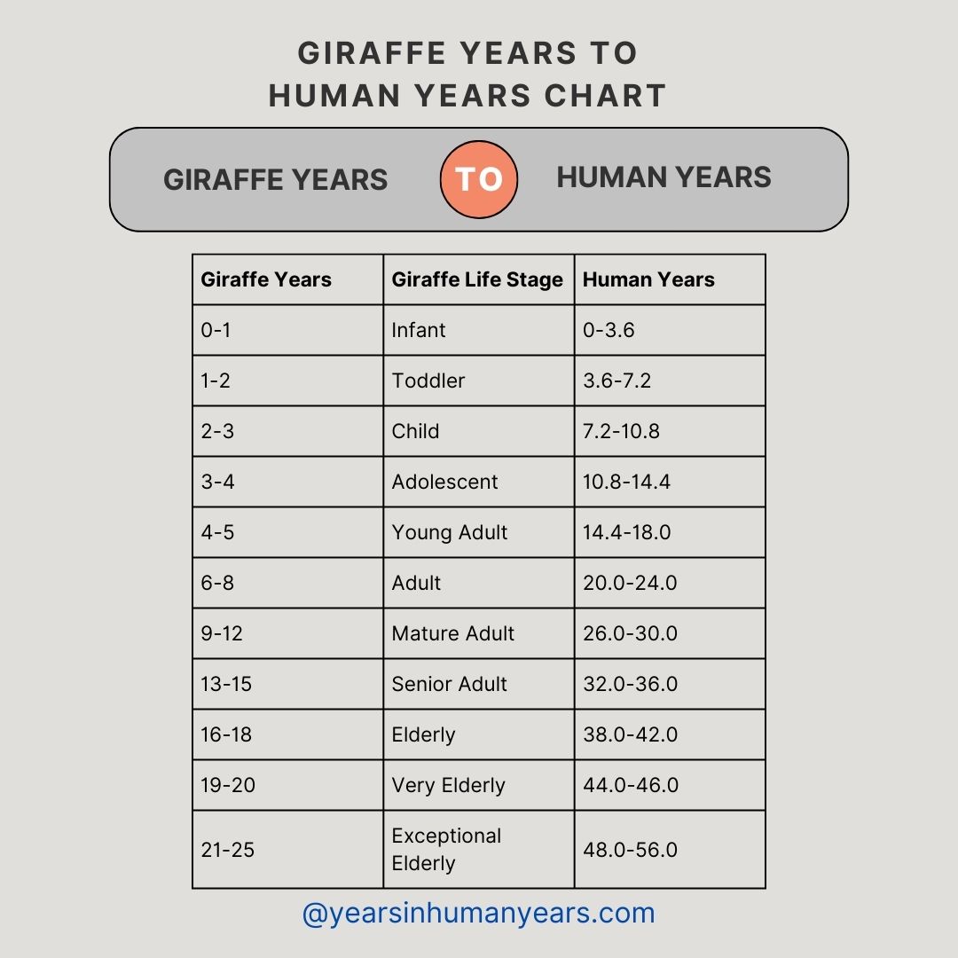 Giraffe Years to Human Years (Age, Calculator, Chart) - YIHY