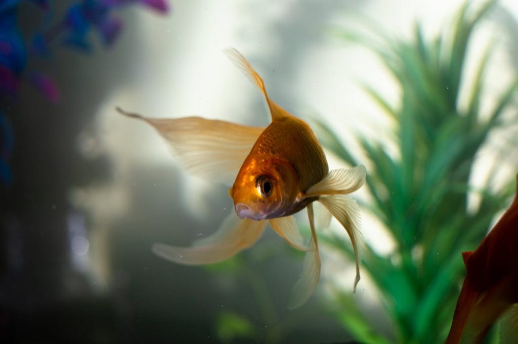 Goldfish Years to Human Years Calculator