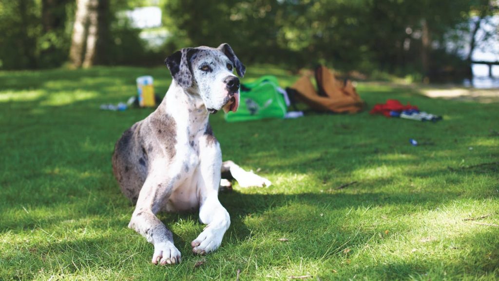 Great Dane Years to Human Years Calculator