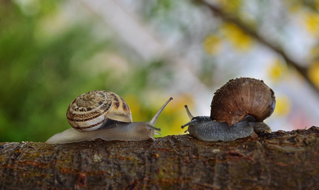 How Long Can a Snail Sleep in Years