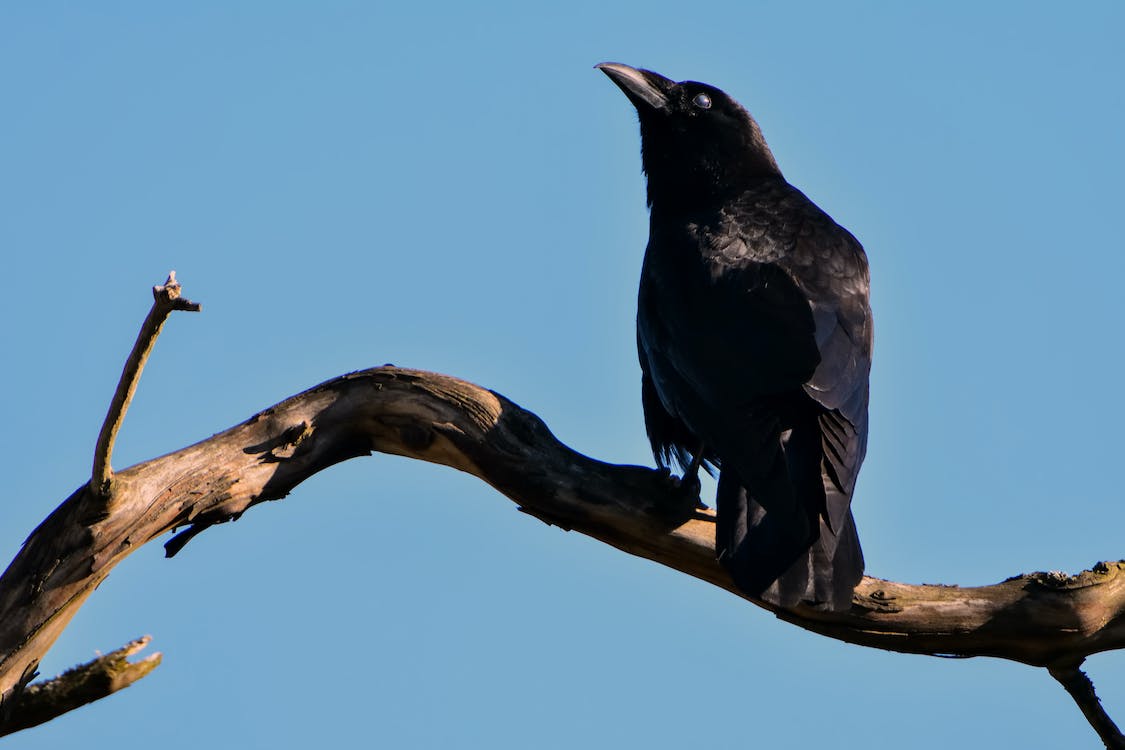 How Long Do Crows Live Crows Lifespan 300 YIHY