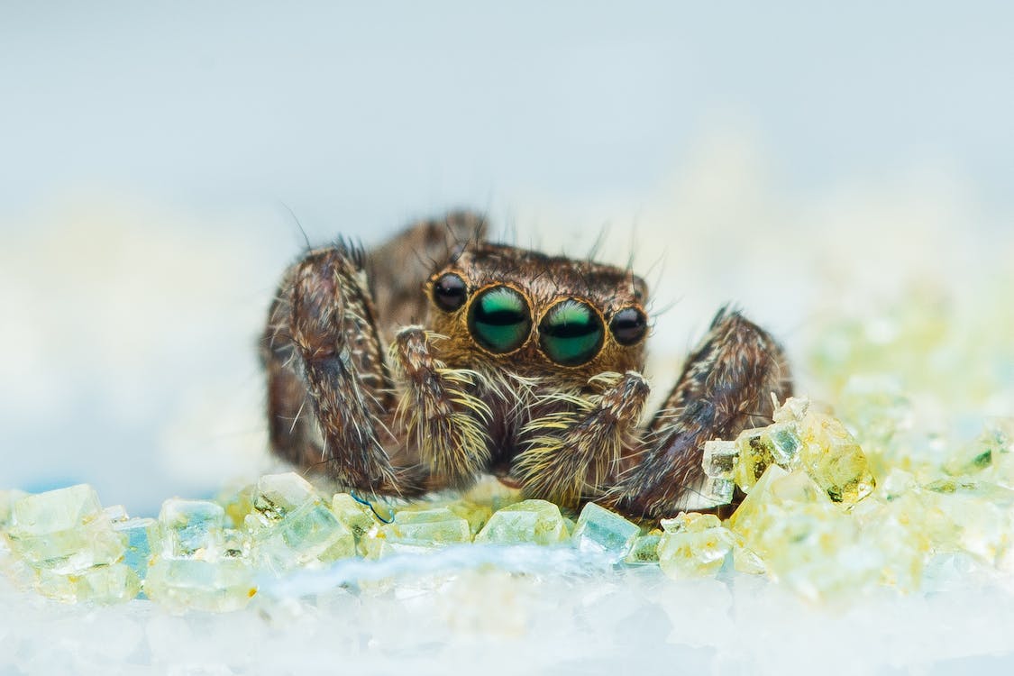 How Long Do Jumping Spiders Live Without Food