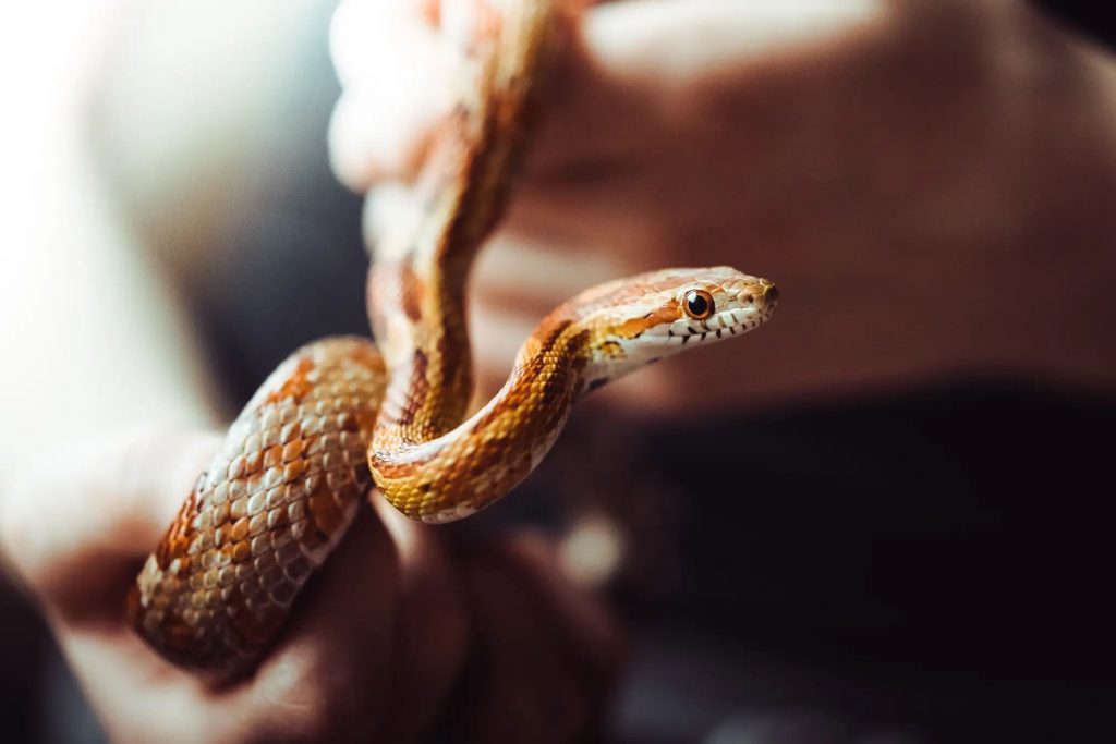 What Do Corn Snakes Eat - What Can Corn Snake Eat And How Often - YIHY