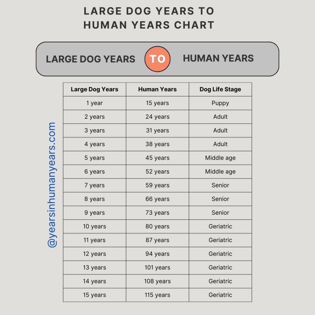 Large Dog Years To Human Years (age In Human Years) - Yihy