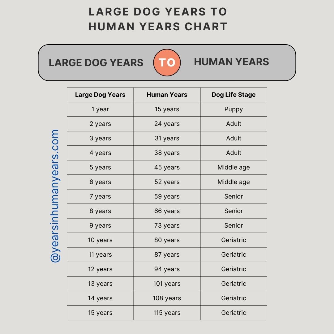 Large Dog Years to Human Years (Age in Human Years) - YIHY