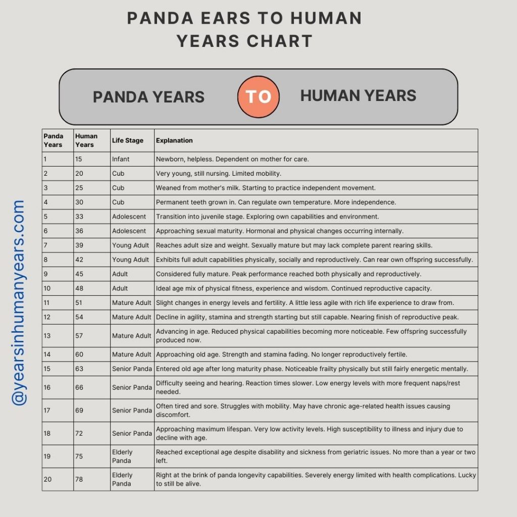 Panda Years to Human Years (Panda Age Calculator) - YIHY