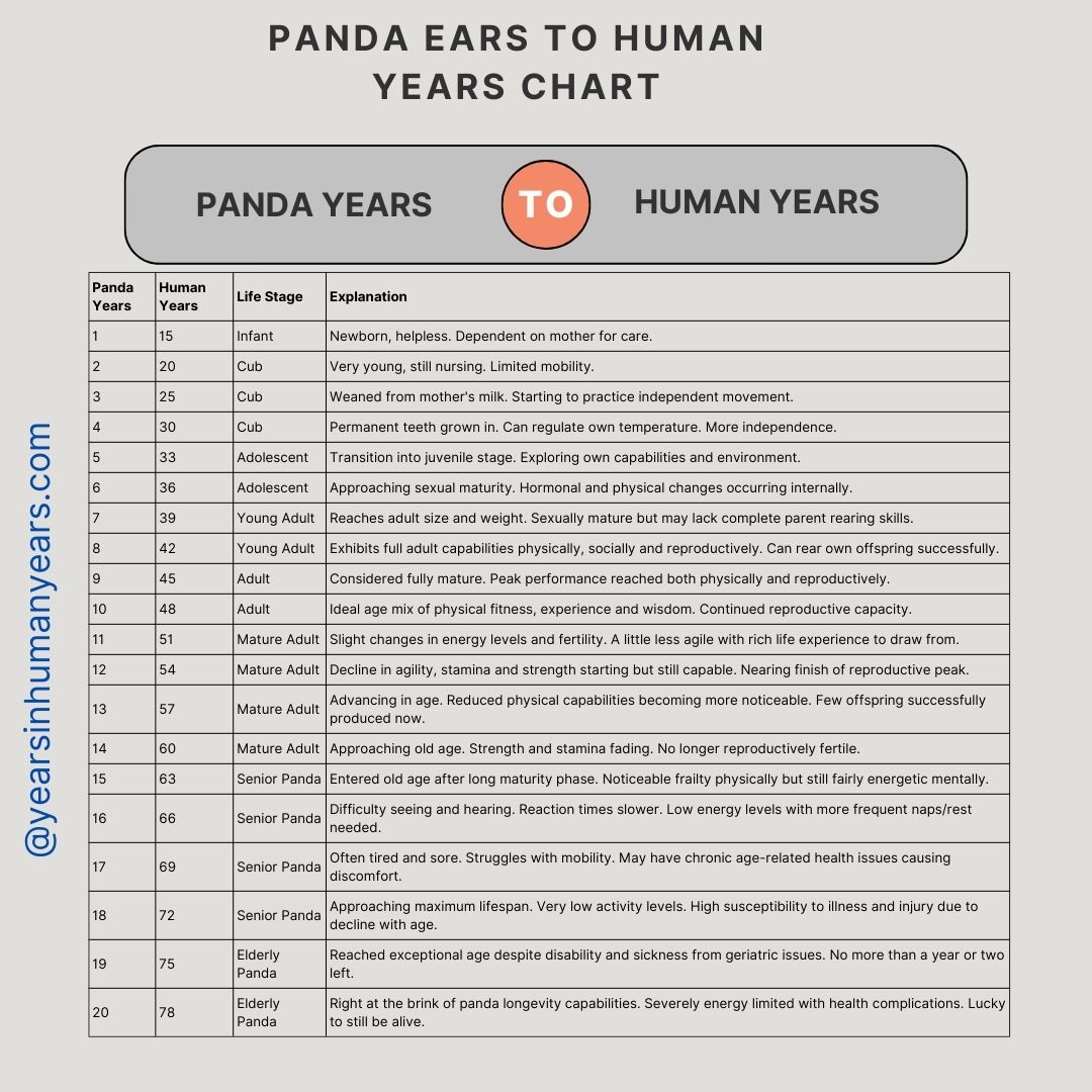 Panda Years to Human Years (Panda Age Calculator) - YIHY