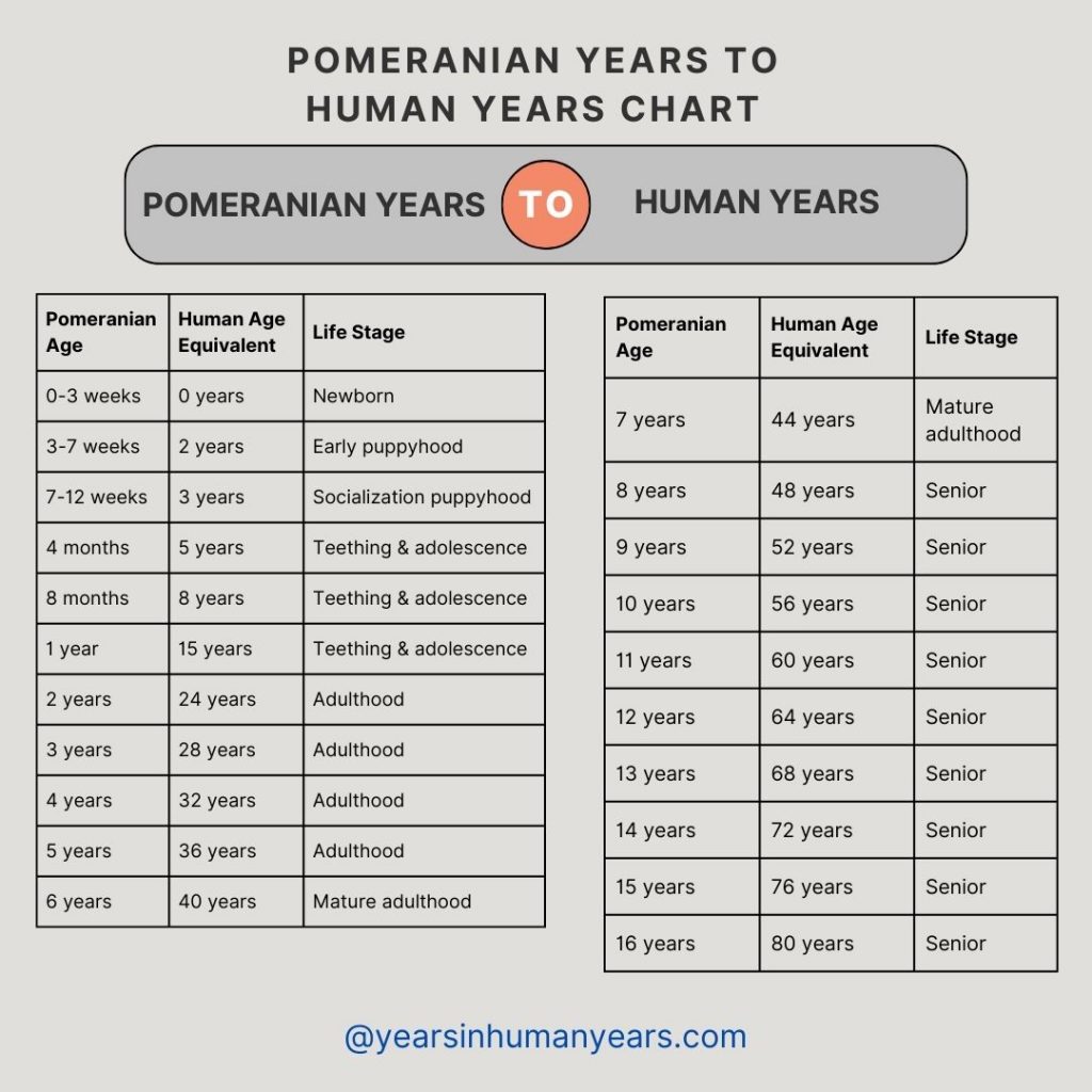 Pomeranian Age Chart