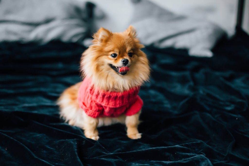 Pomeranian Life Stages