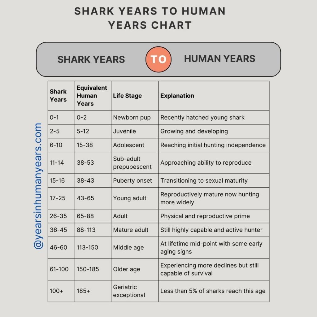 Shark Age Chart