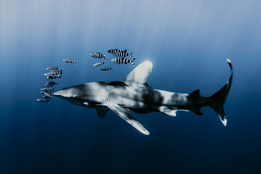 Shark Years to Human Years Calculator