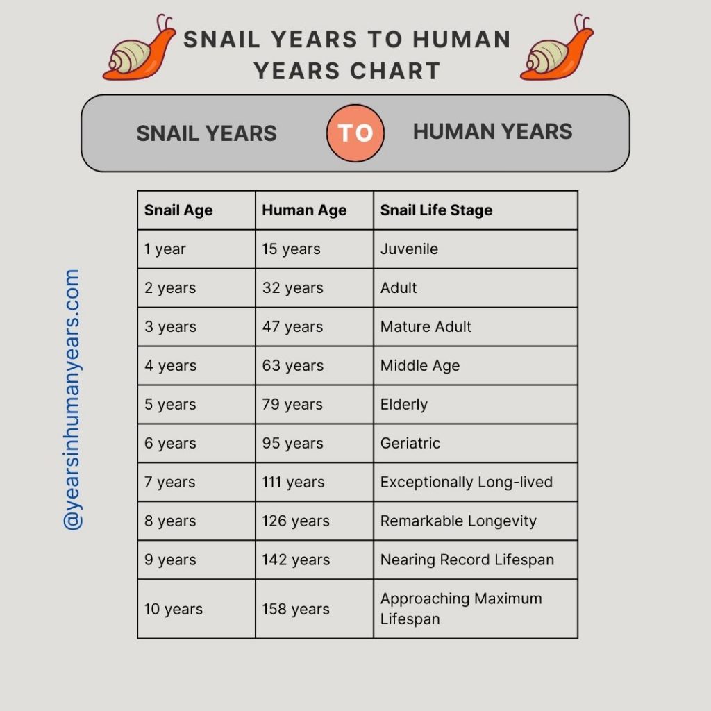 Snail Years to Human Years (Calculator, Chart, Age) - YIHY