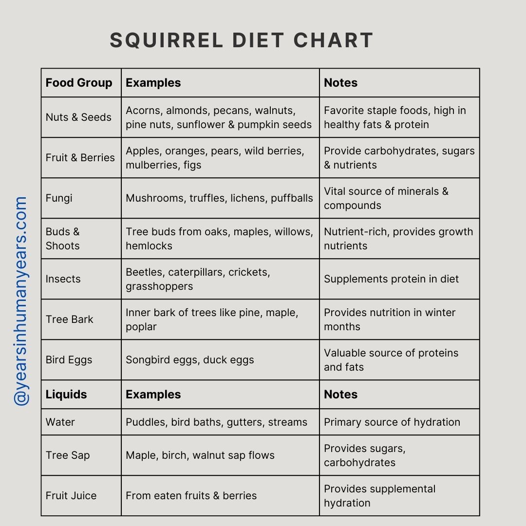 What Can Squirrel Eat - What Do Squirrels Like to Eat the Most - YIHY