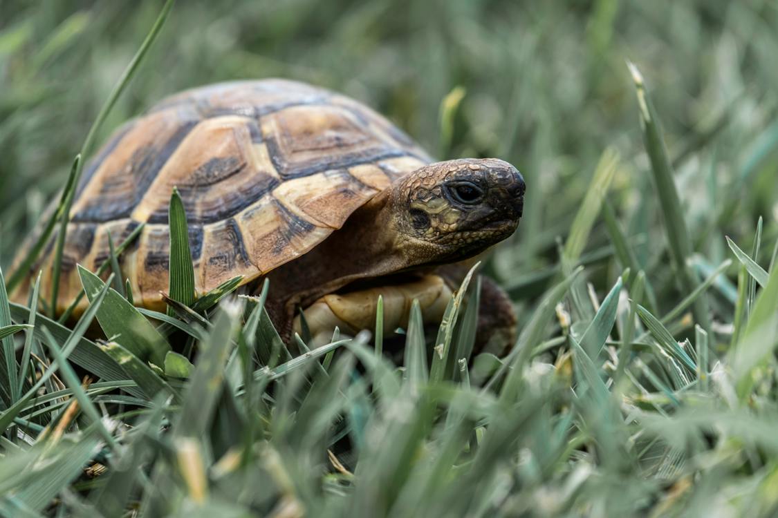 Tortoise Years to Human Years Age Calculator – How Old is Your Tortoise in Human Years