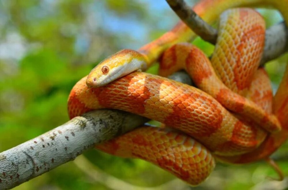 What Do Corn Snakes Eat - What Can Corn Snake Eat and How Often - YIHY