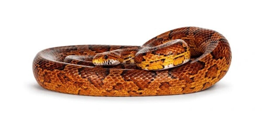 What Do Corn Snakes Eat – What Can Corn Snake Eat and How Often
