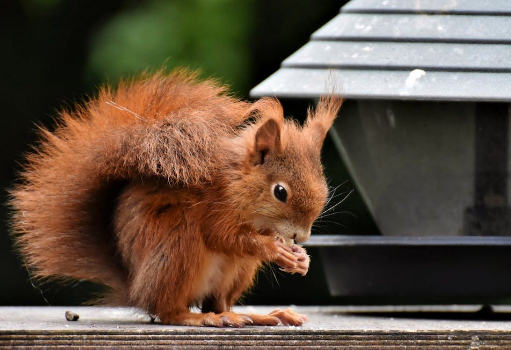 What Can Squirrel Eat - What Do Squirrels Like to Eat the Most - YIHY