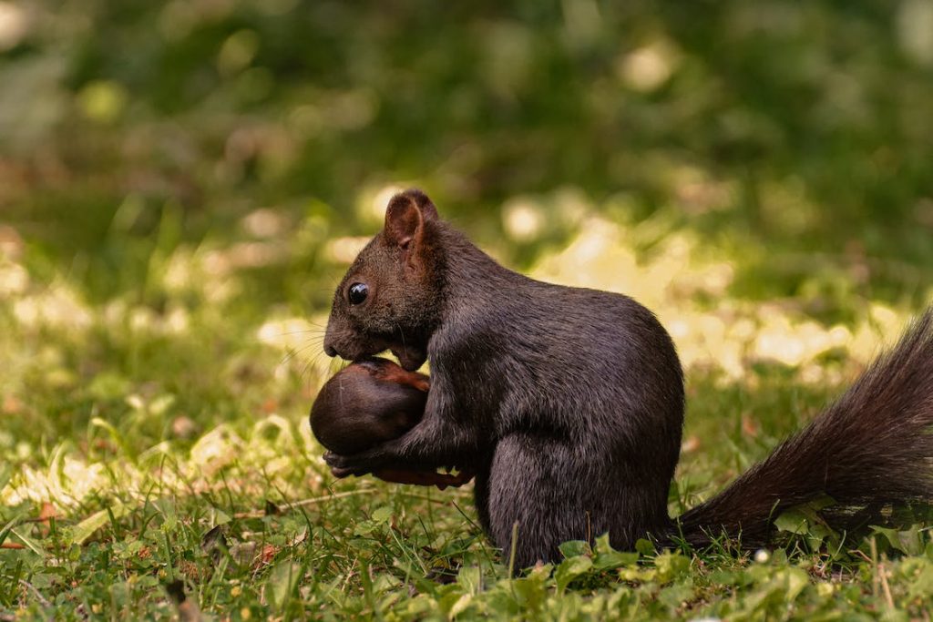 What Can Squirrel Eat - What Do Squirrels Like to Eat the Most - YIHY