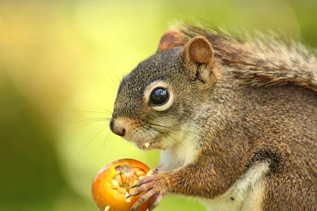 What Can Squirrel Eat What Do Squirrels Like to Eat the Most YIHY