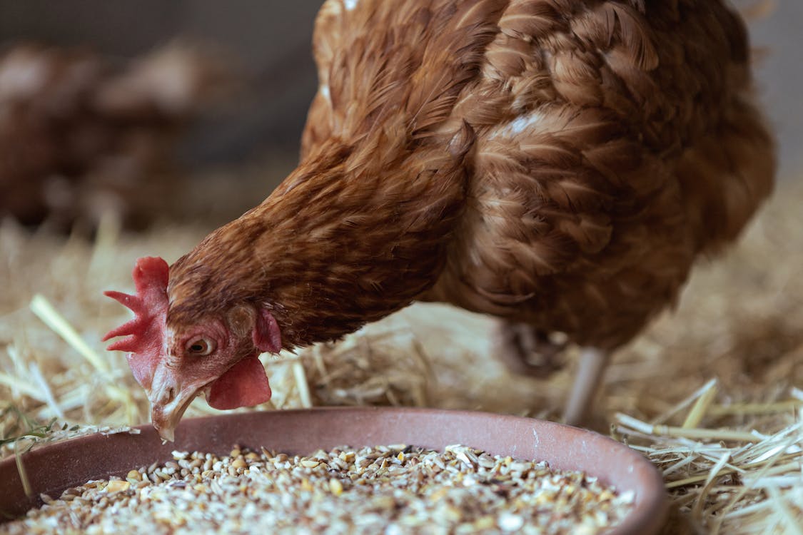 Can Chickens Eat Grits Is grit safe for chickens? YIHY