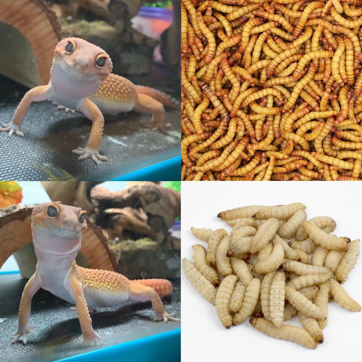 Can Leopard Geckos Eat Wax Worms Pros and Cons of Feeding Wax Worms