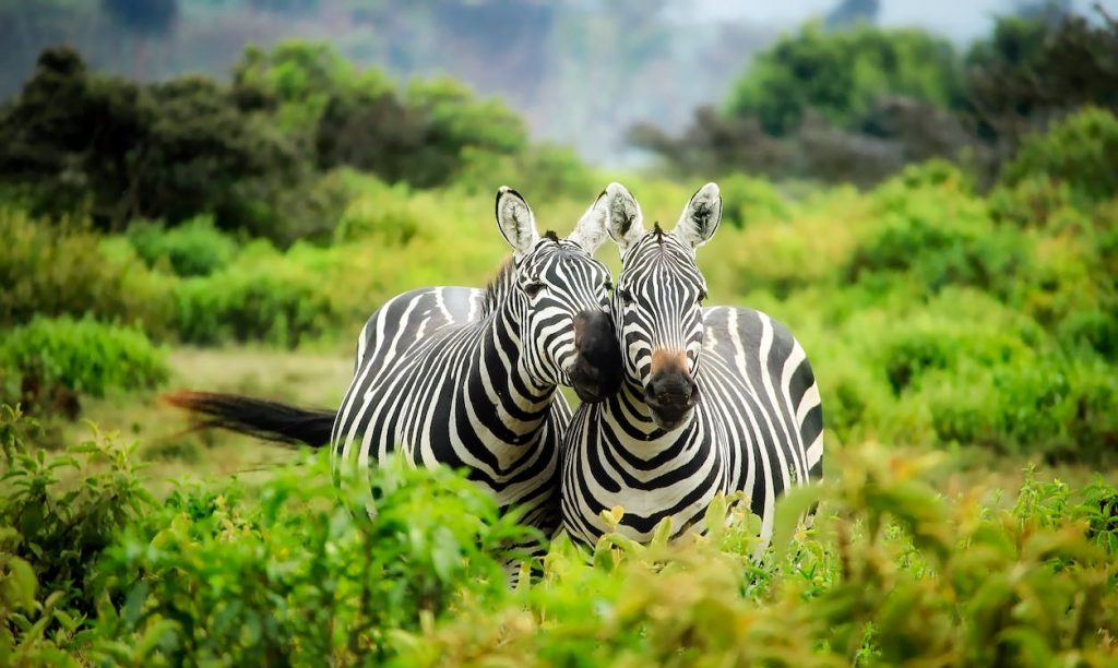 Zebra Years to Human Years Calculator