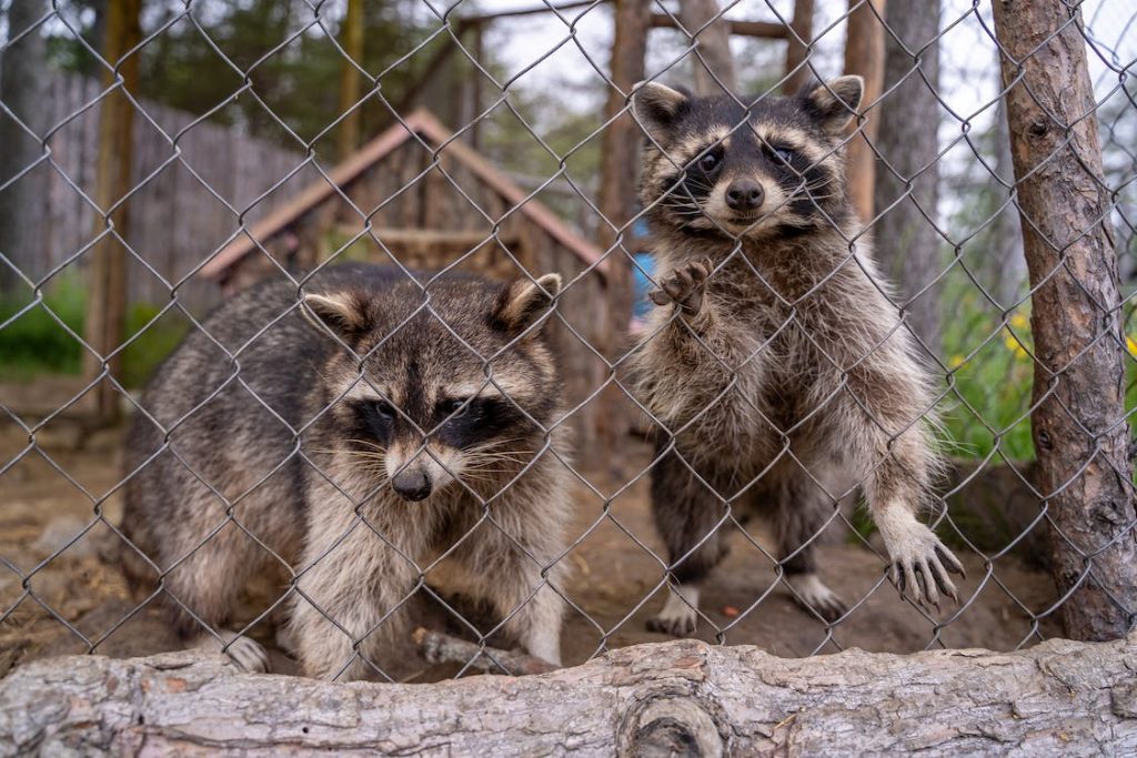 Top 20 Animals Similar to Raccoons (With Pictures) - YIHY