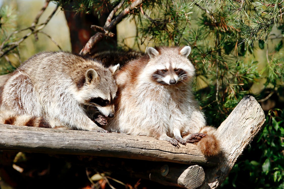 Top 20 Animals Similar to Raccoons (With Pictures)