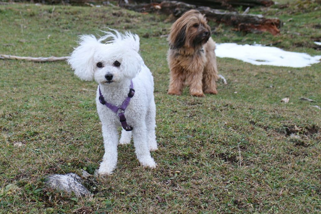 Bichon Frise Lifespan