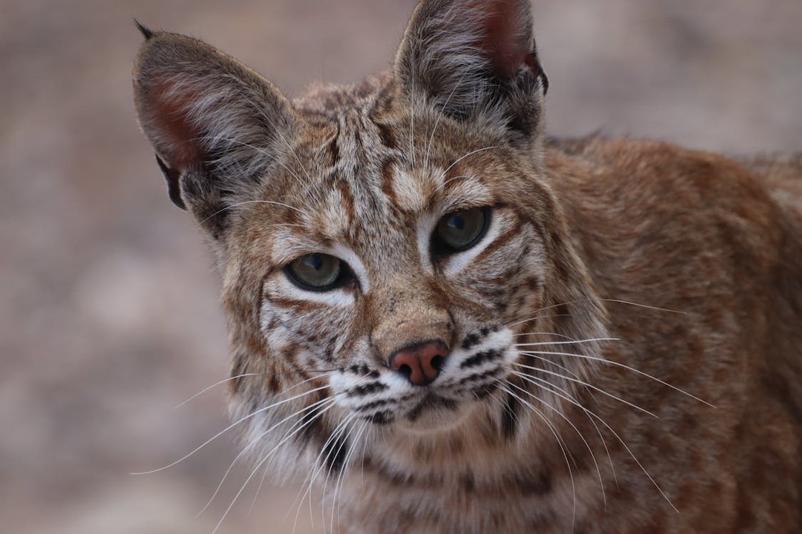 Can You Own a Bobcat in Texas