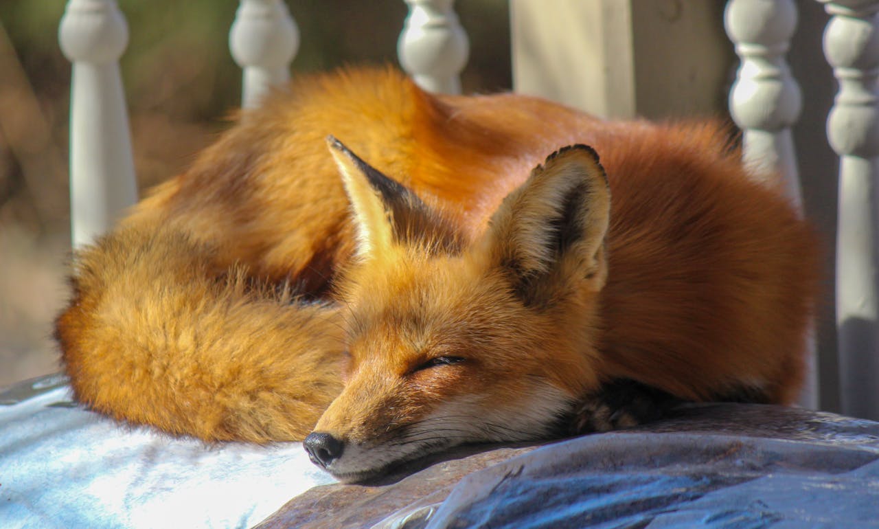 Can You Own a Fox in Texas? Is it illegal