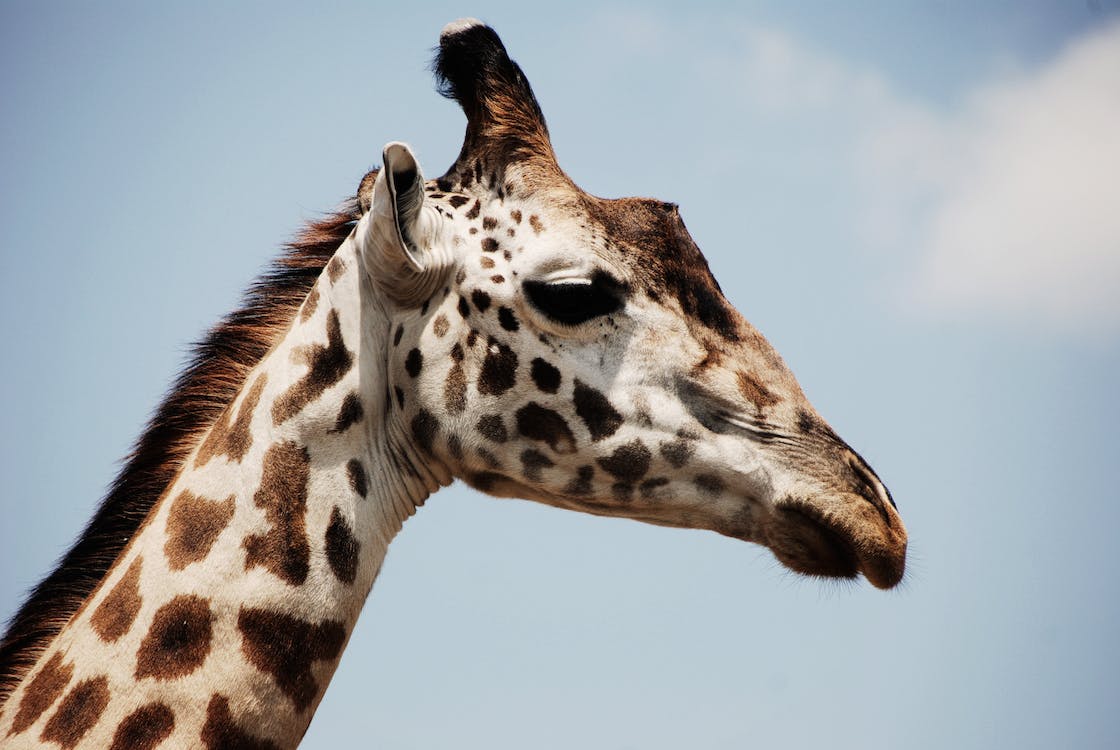 Can You Own a Giraffe in Texas? Is it Legal