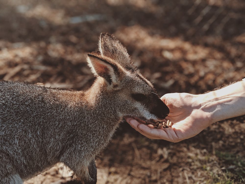 Can You Own a Kangaroo in Texas? Are kangaroos good pets?