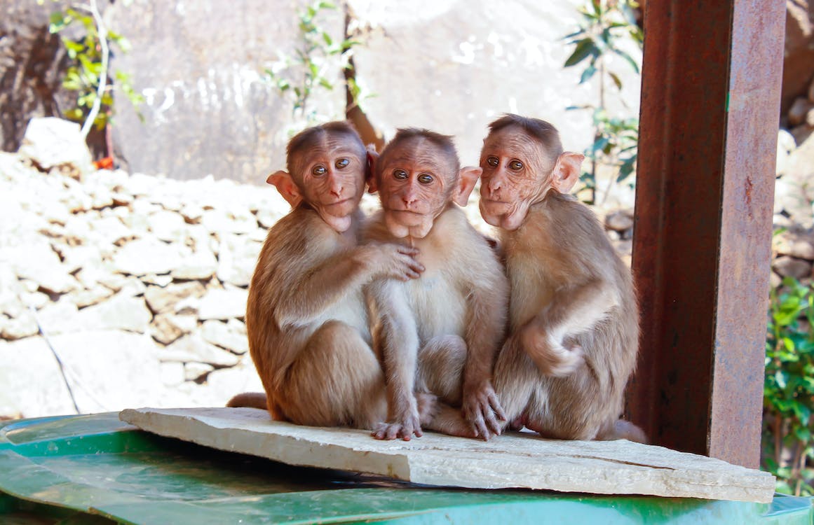 Can You Own A Monkey In Texas Is It Legal YIHY