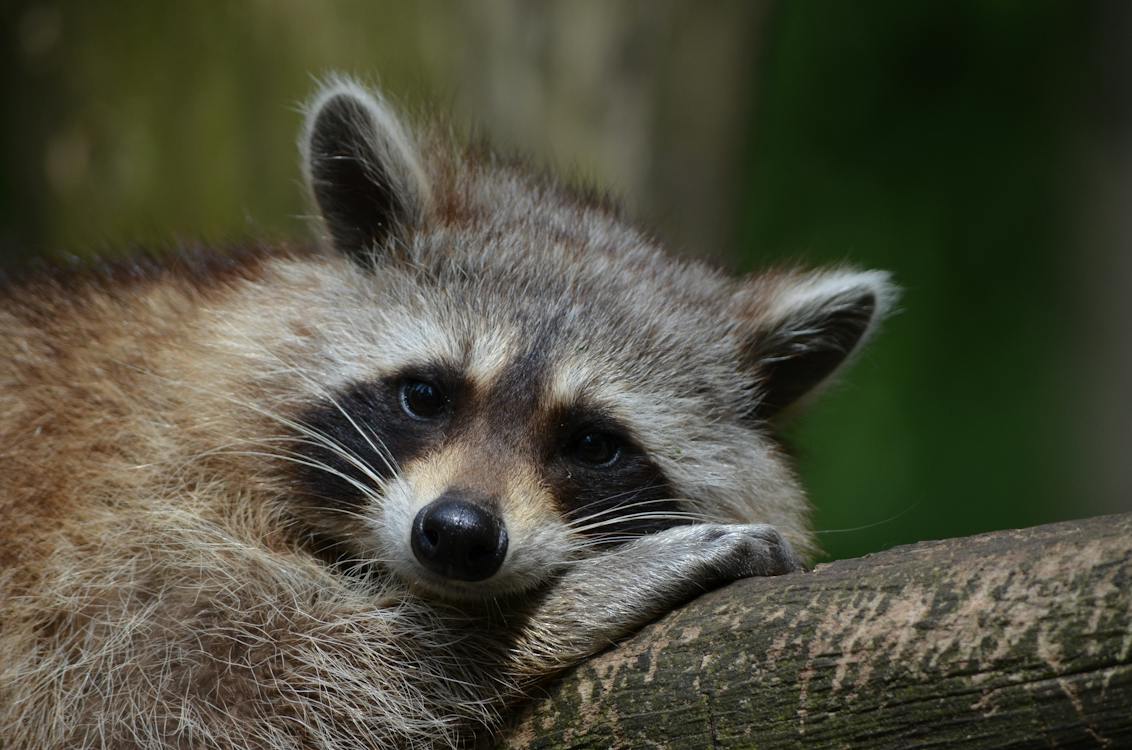 Can You Own a Raccoon in California