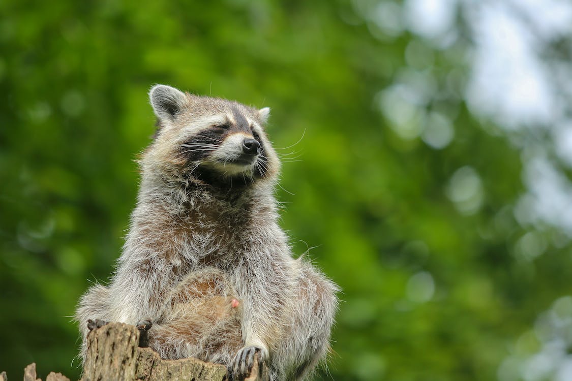 Can You Own a Raccoon in Texas